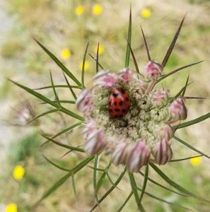 Meet your Posher, Nadia